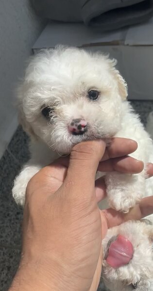Maltipoo Dragalas