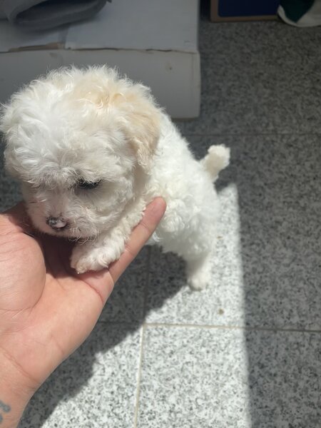 Maltipoo Dragalas