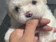 Maltipoo Dragalas