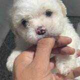 Maltipoo Dragalas