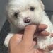 Maltipoo Dragalas