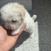 Maltipoo Dragalas